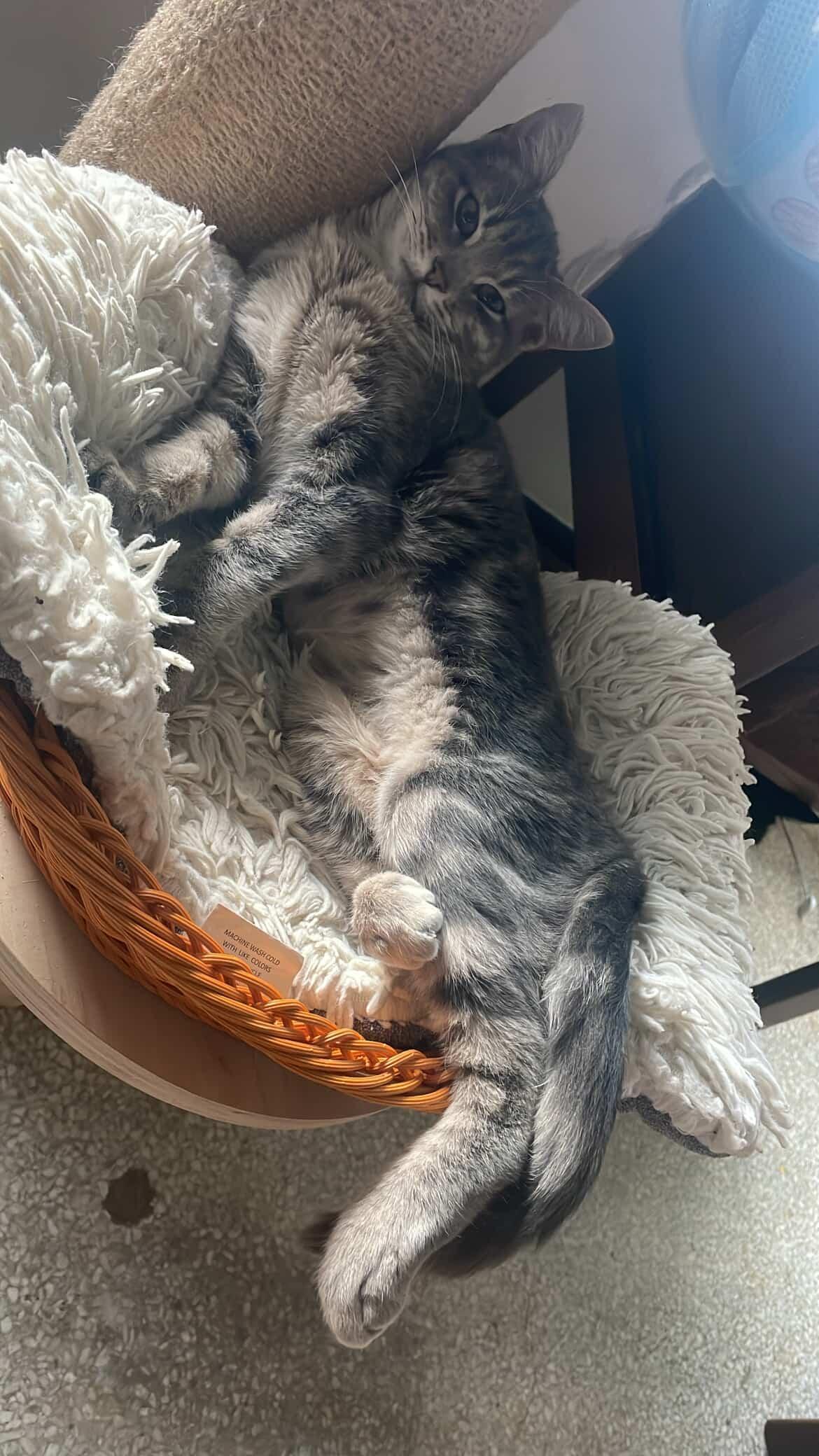 Bingo, an adopted Domestic Short Hair in Pearland, TX image 5/5