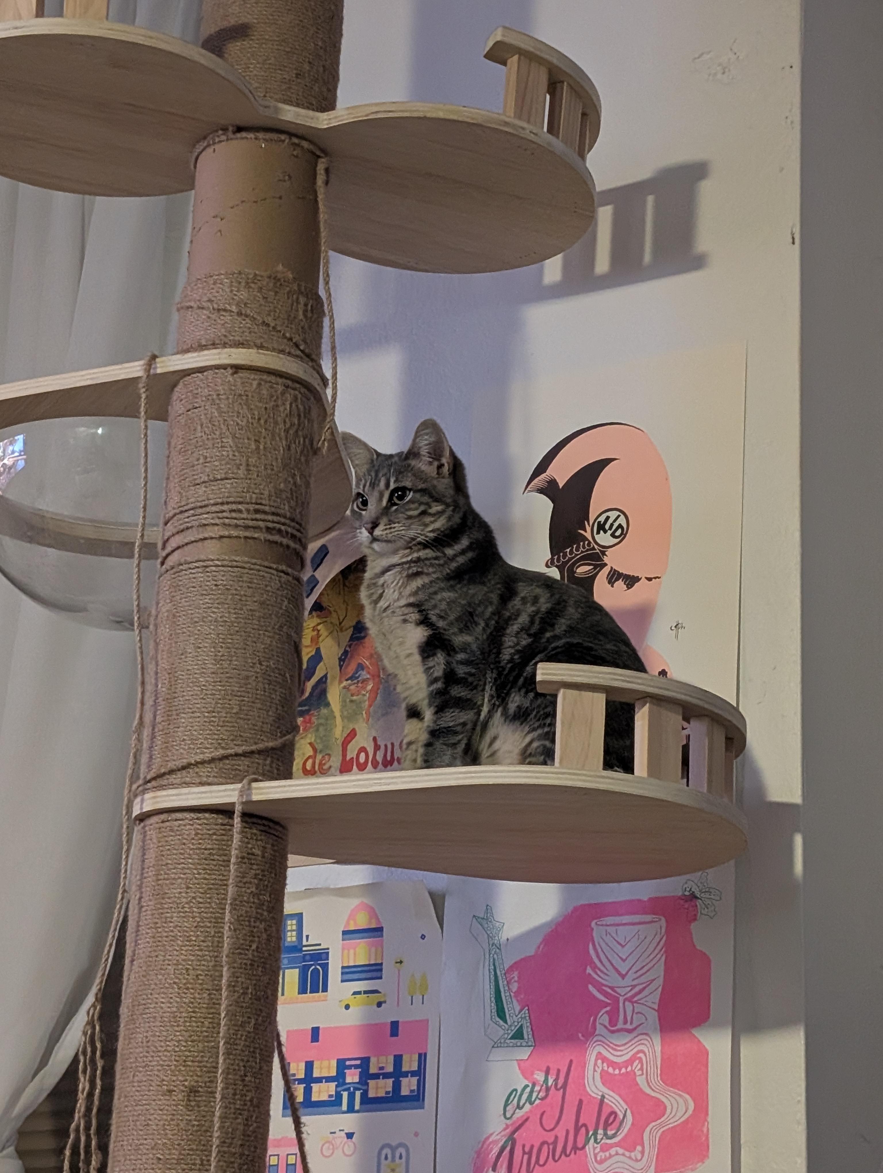 Bingo, an adopted Domestic Short Hair in Pearland, TX image 3/5