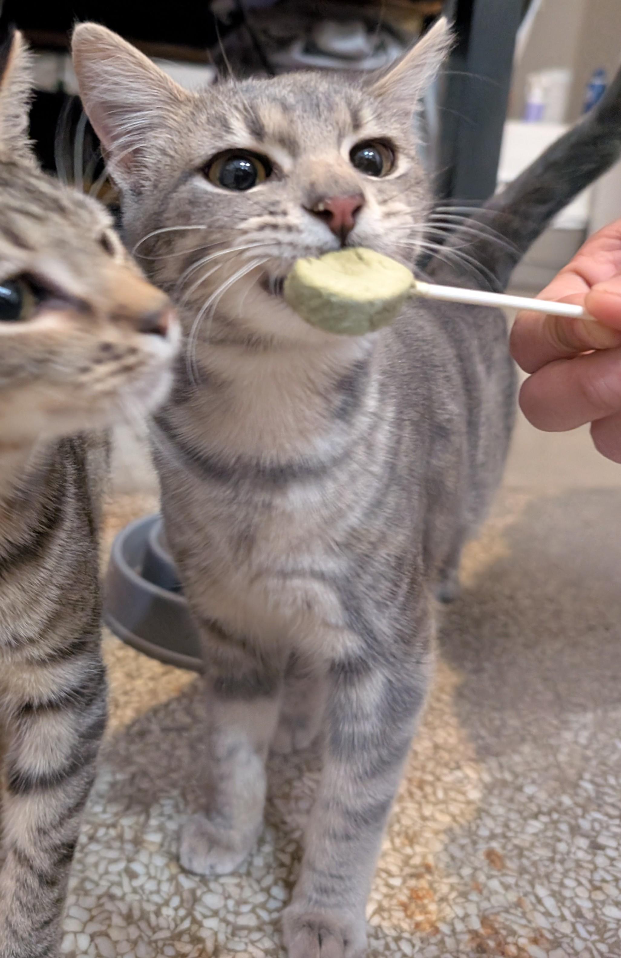 Bingo, an adopted Domestic Short Hair in Pearland, TX image 2/5