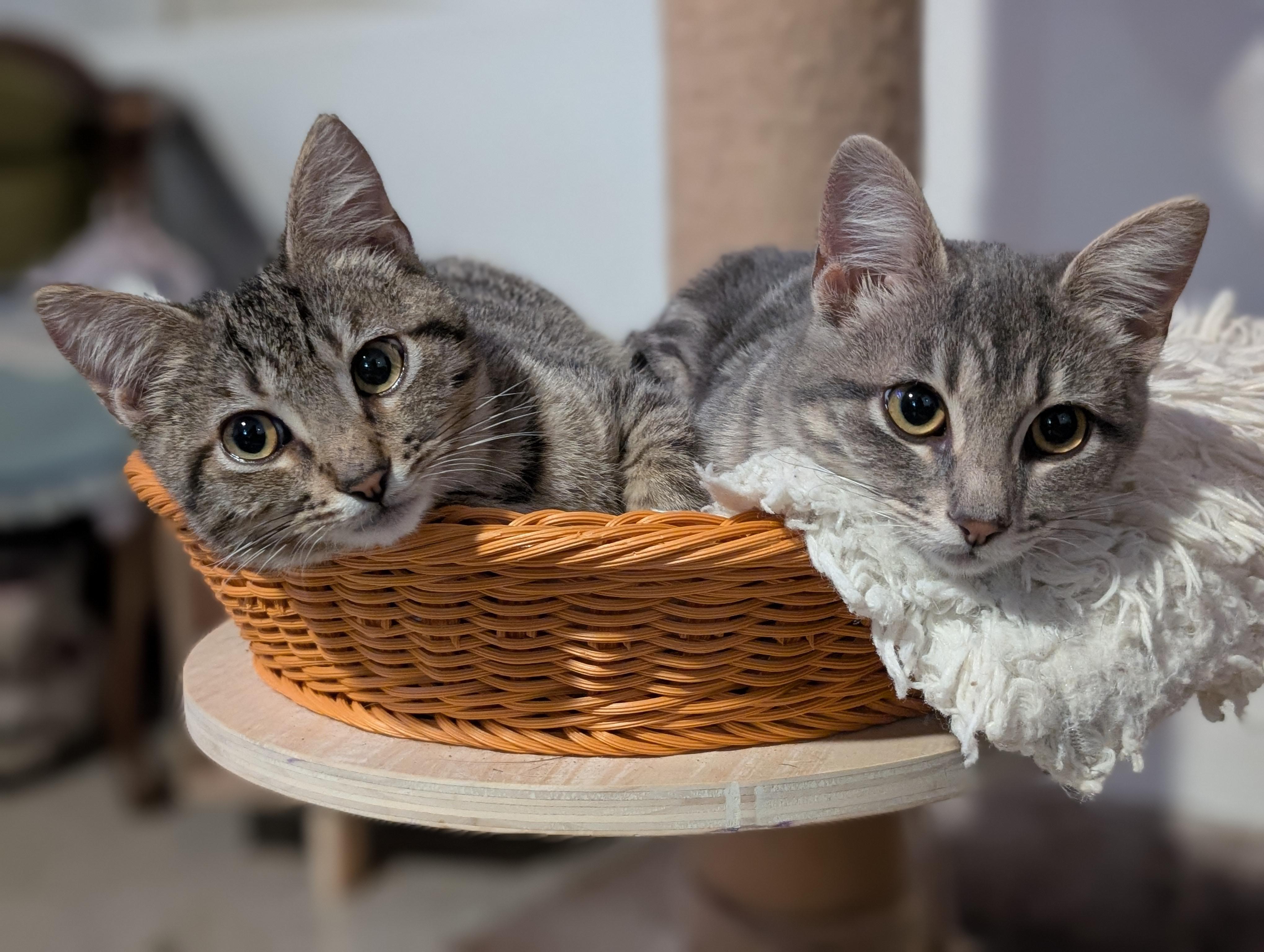 Bingo, an adopted Domestic Short Hair in Pearland, TX image 4/5