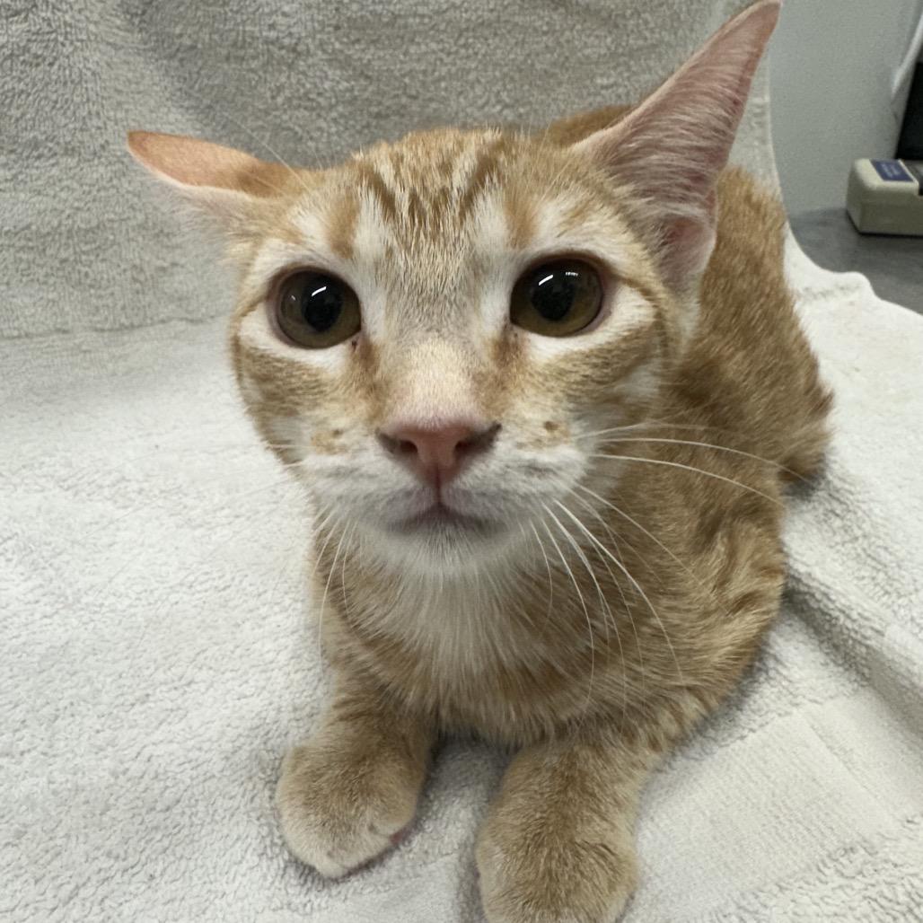 Zoe, Adoptable, Kitten Female Domestic Short Hair.