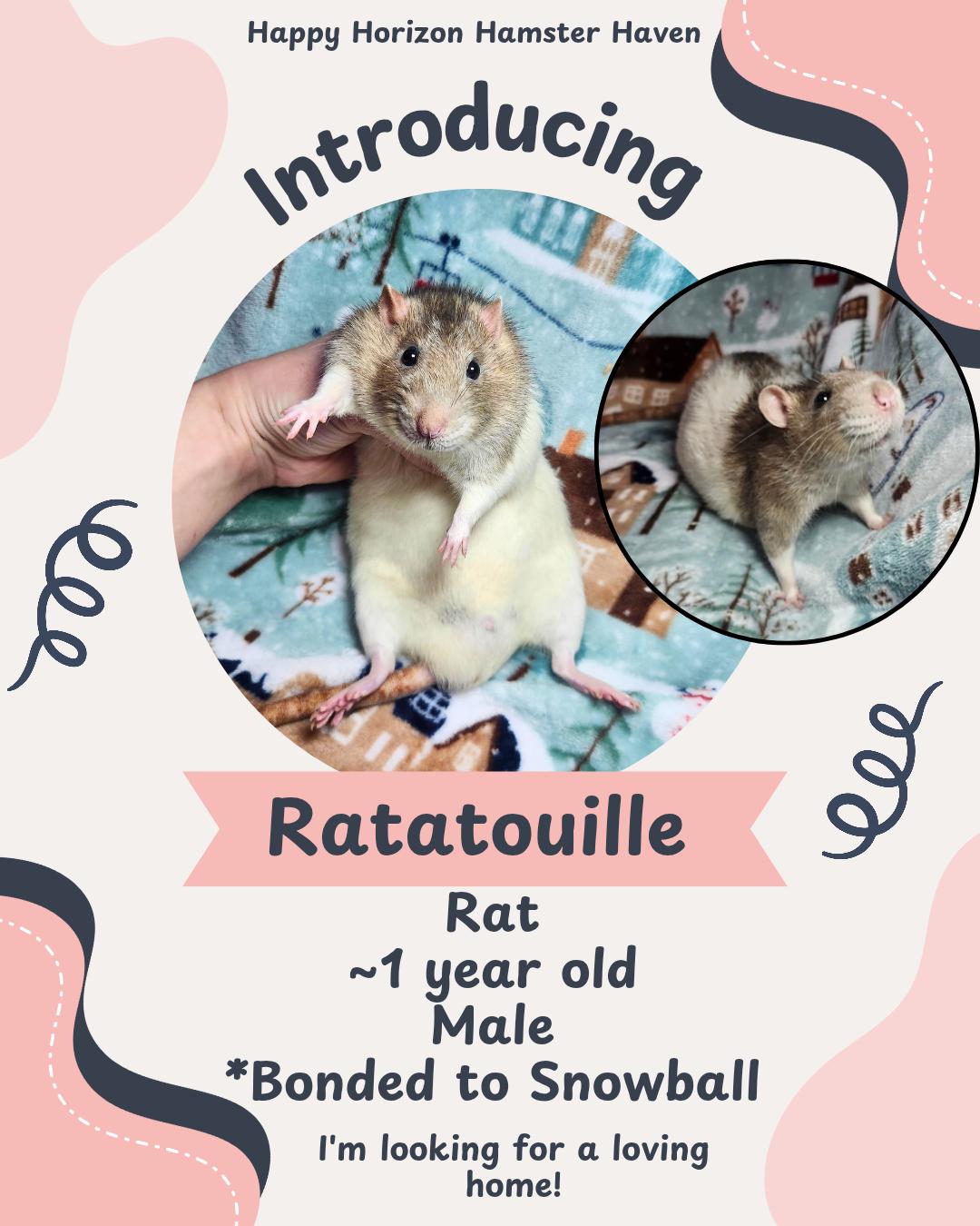 Snowball & Ratatouille , ADOPTABLE, Adult Male Rat.