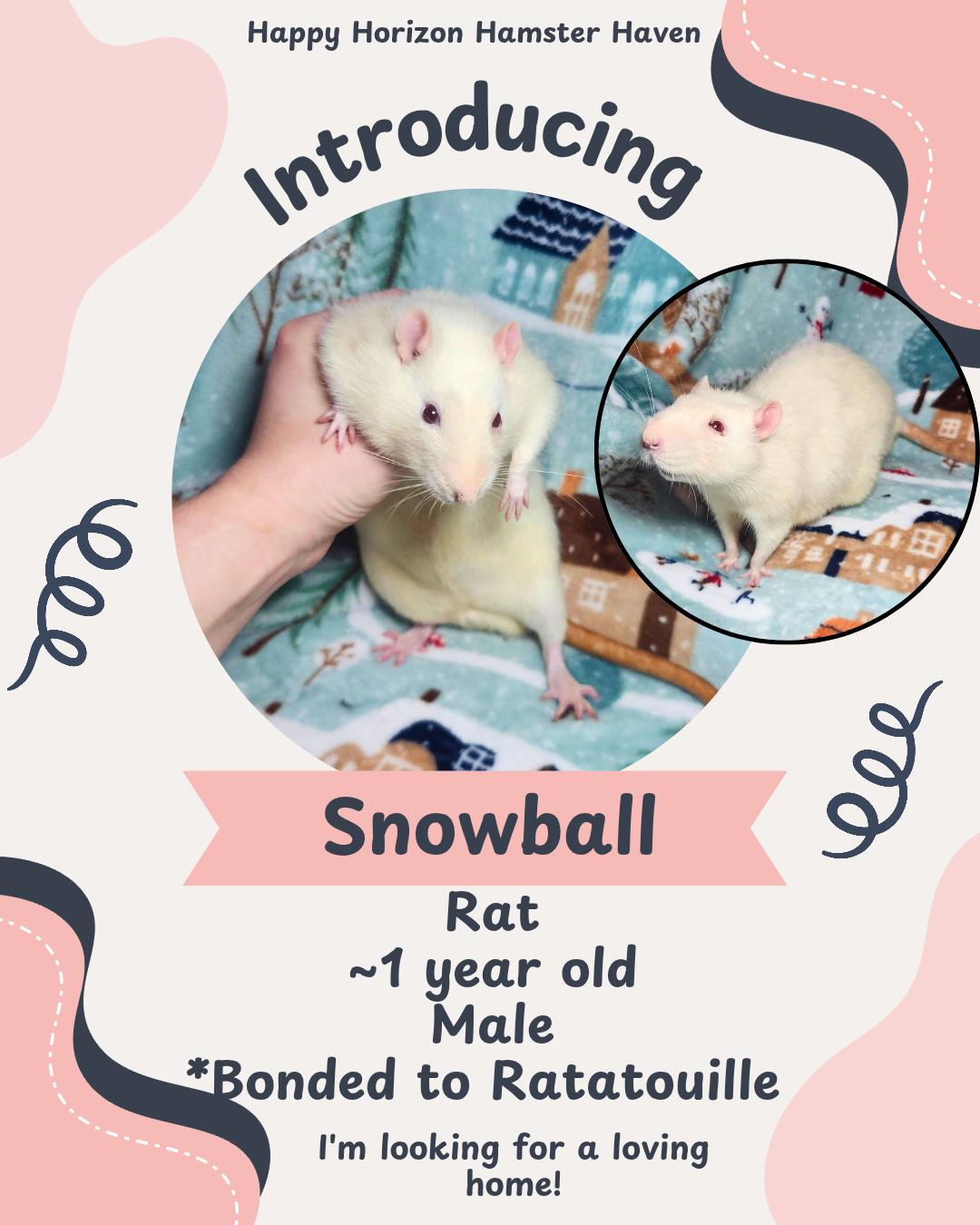 Enlarge Snowball & Ratatouille , a ADOPTABLE Rat in West Chester, OH image 2/2