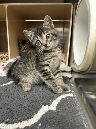 Colbert, Adoptable, Kitten Male Domestic Short Hair & Domestic Short Hair.