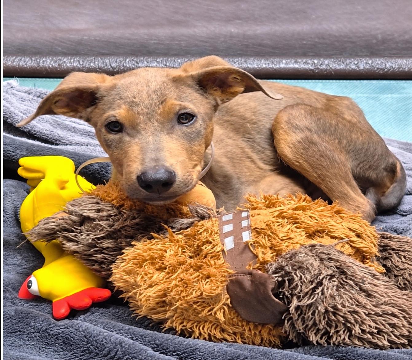 Enlarge Benny, a Adoptable mixed breed in Harrisburg, PA image 2/6