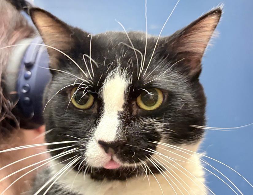 Spock, Adoptable, Adult Male Domestic Short Hair.