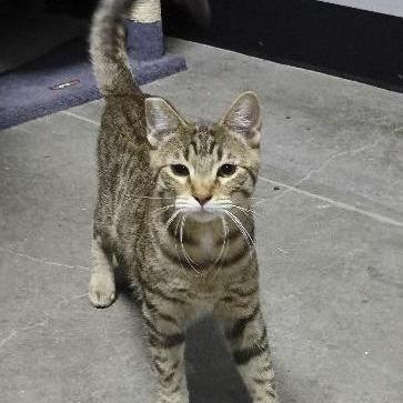 Enlarge Salt Bromley, a Adoptable Domestic Short Hair in Las Vegas, NV image 1/1