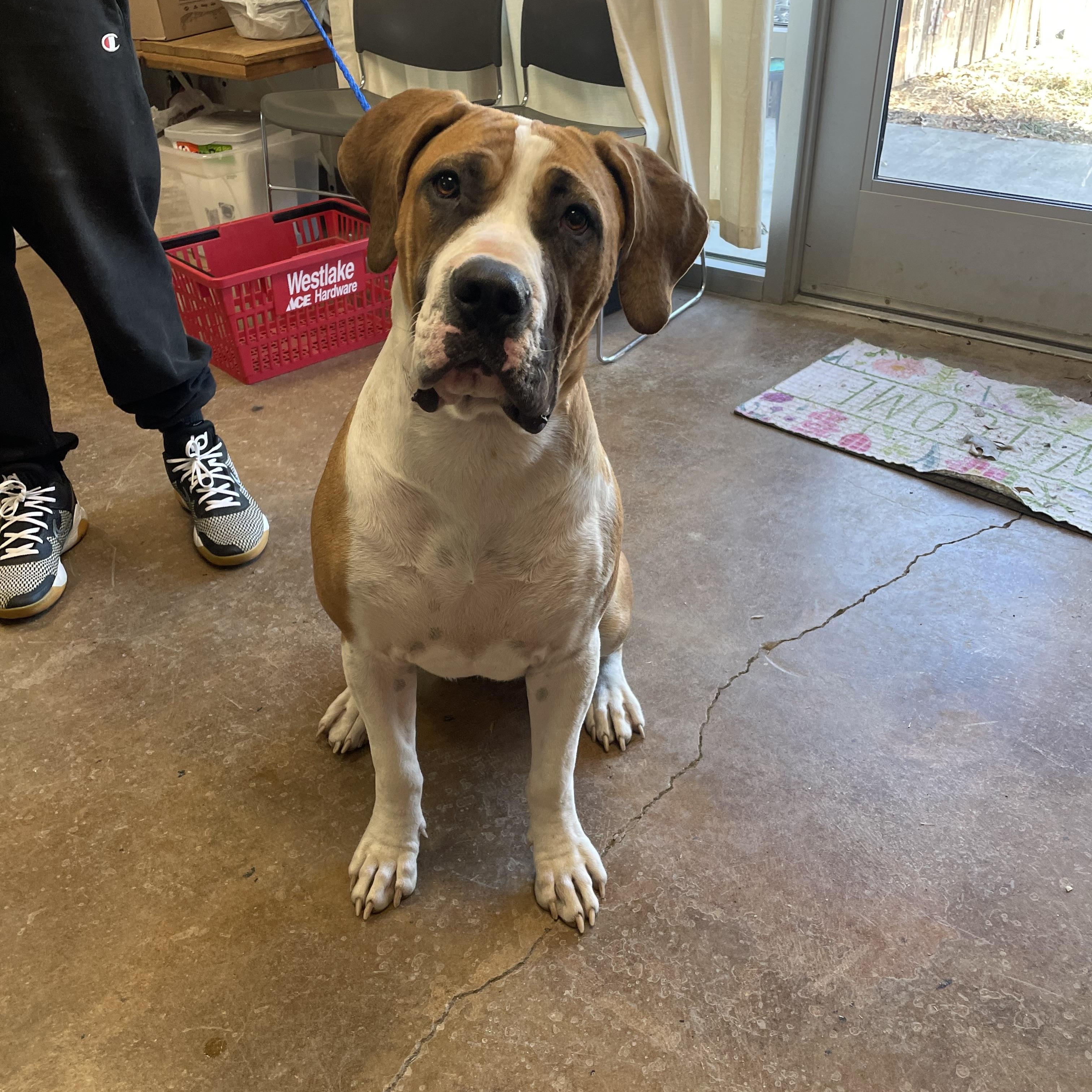 Enlarge Daisy, a ADOPTABLE mixed breed in Gladstone, MO image 1/2