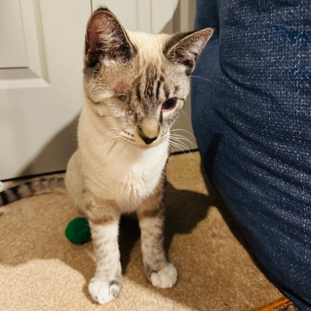 Tip Toe, Adoptable, Young Male Domestic Short Hair & Siamese.