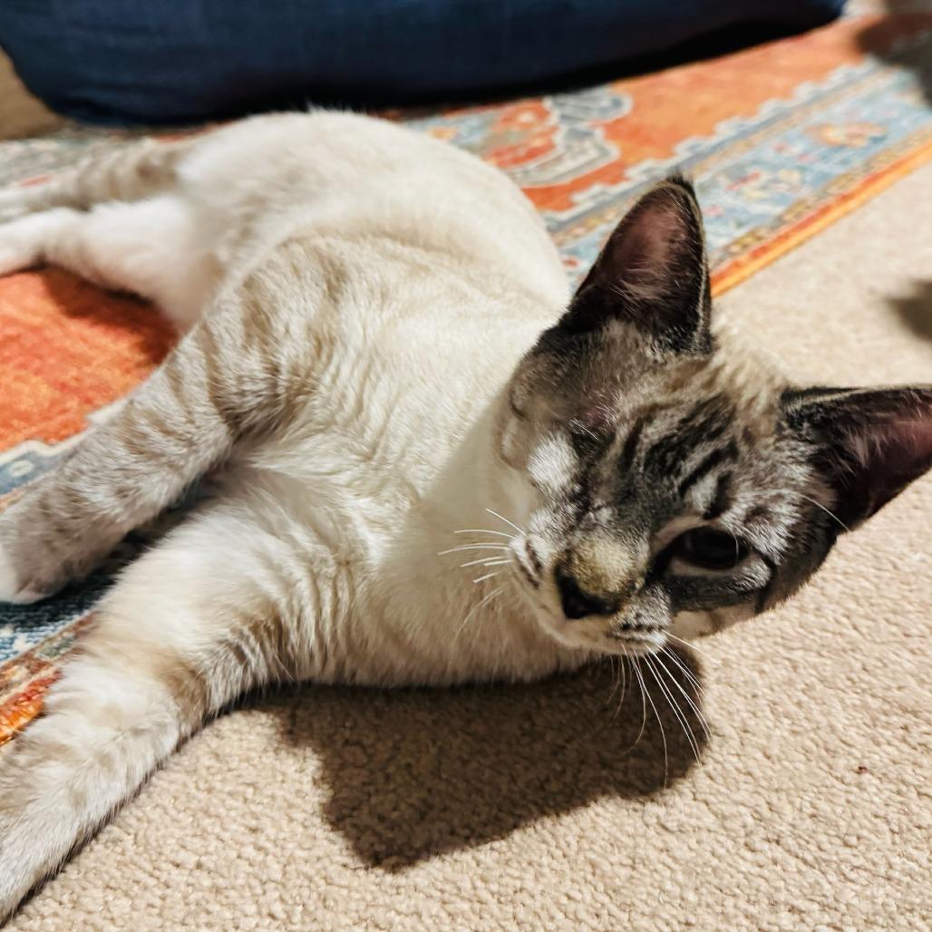 Enlarge Tip Toe, a Adoptable mixed breed in Winchester, VA image 2/6