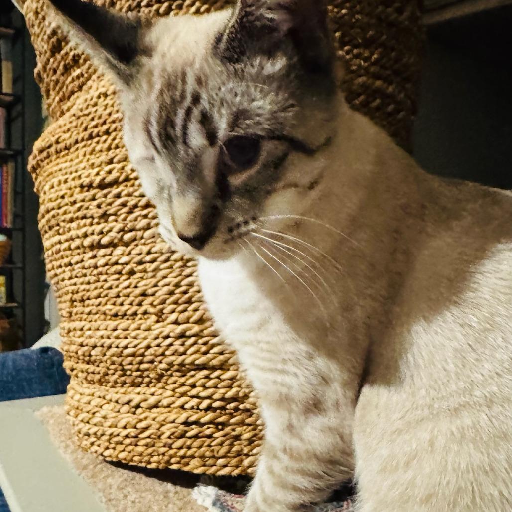 Enlarge Tip Toe, a Adoptable mixed breed in Winchester, VA image 5/6