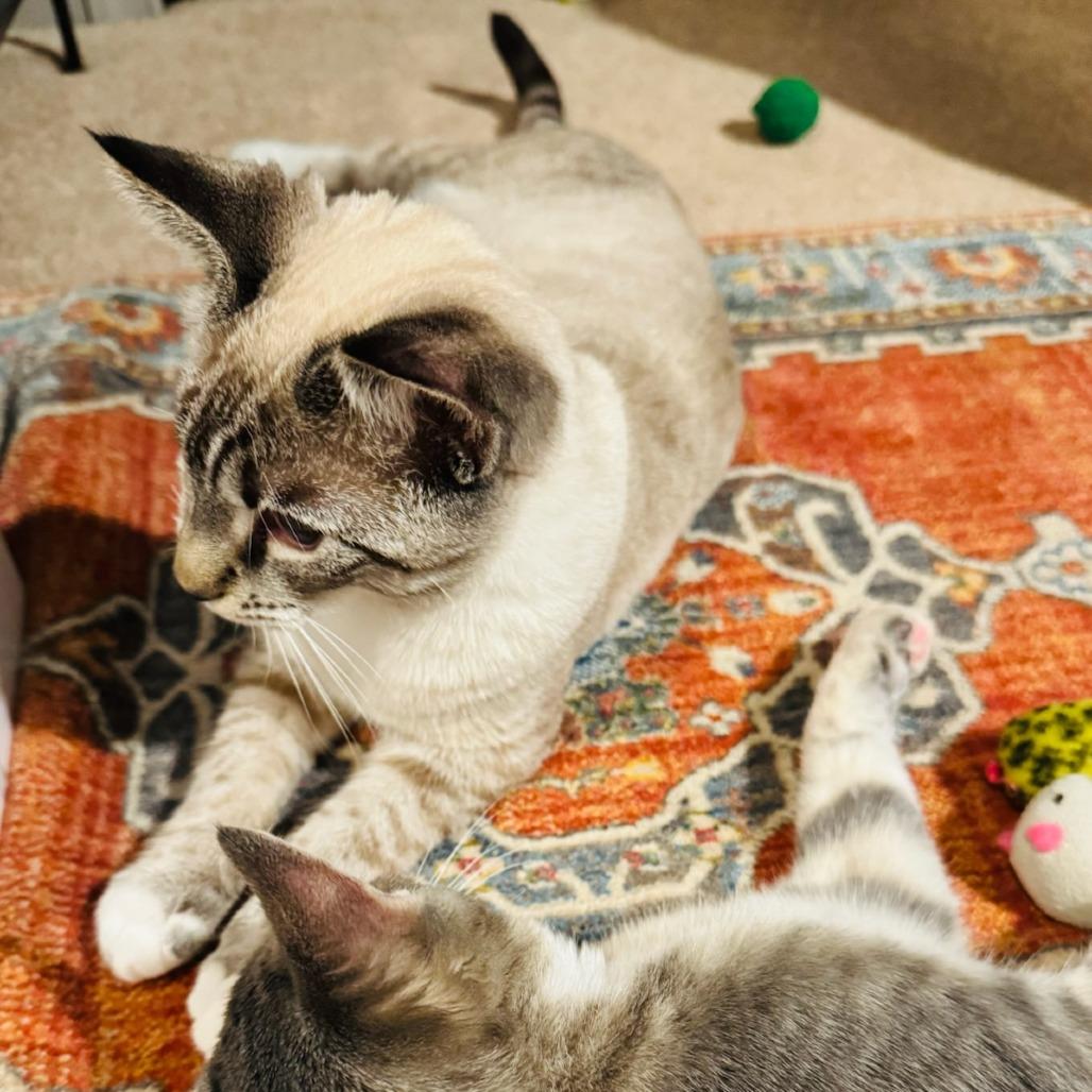 Enlarge Tip Toe, a Adoptable mixed breed in Winchester, VA image 6/6