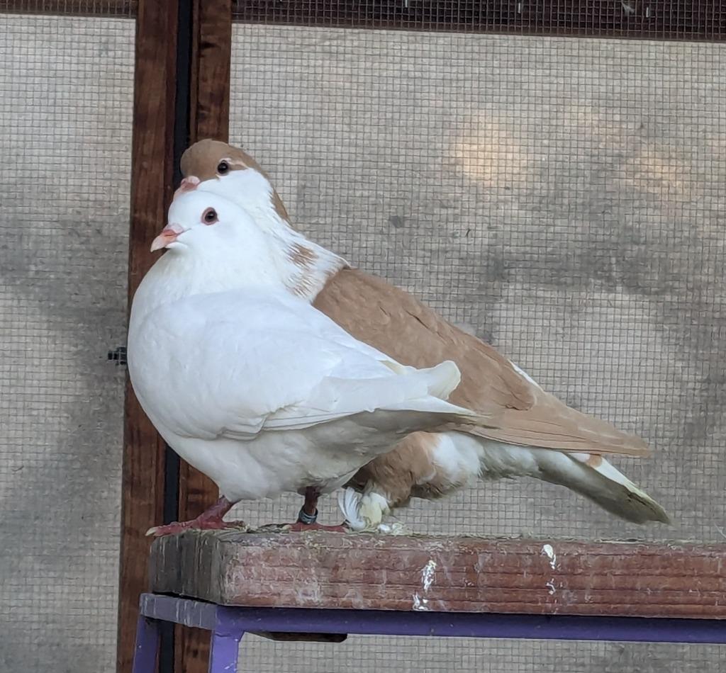 Latte w/ Bumper, Adoptable, Young Female Pigeon.