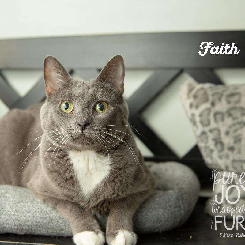 Enlarge Faith, a Adoptable Domestic Short Hair in Springfield, MO image 1/6