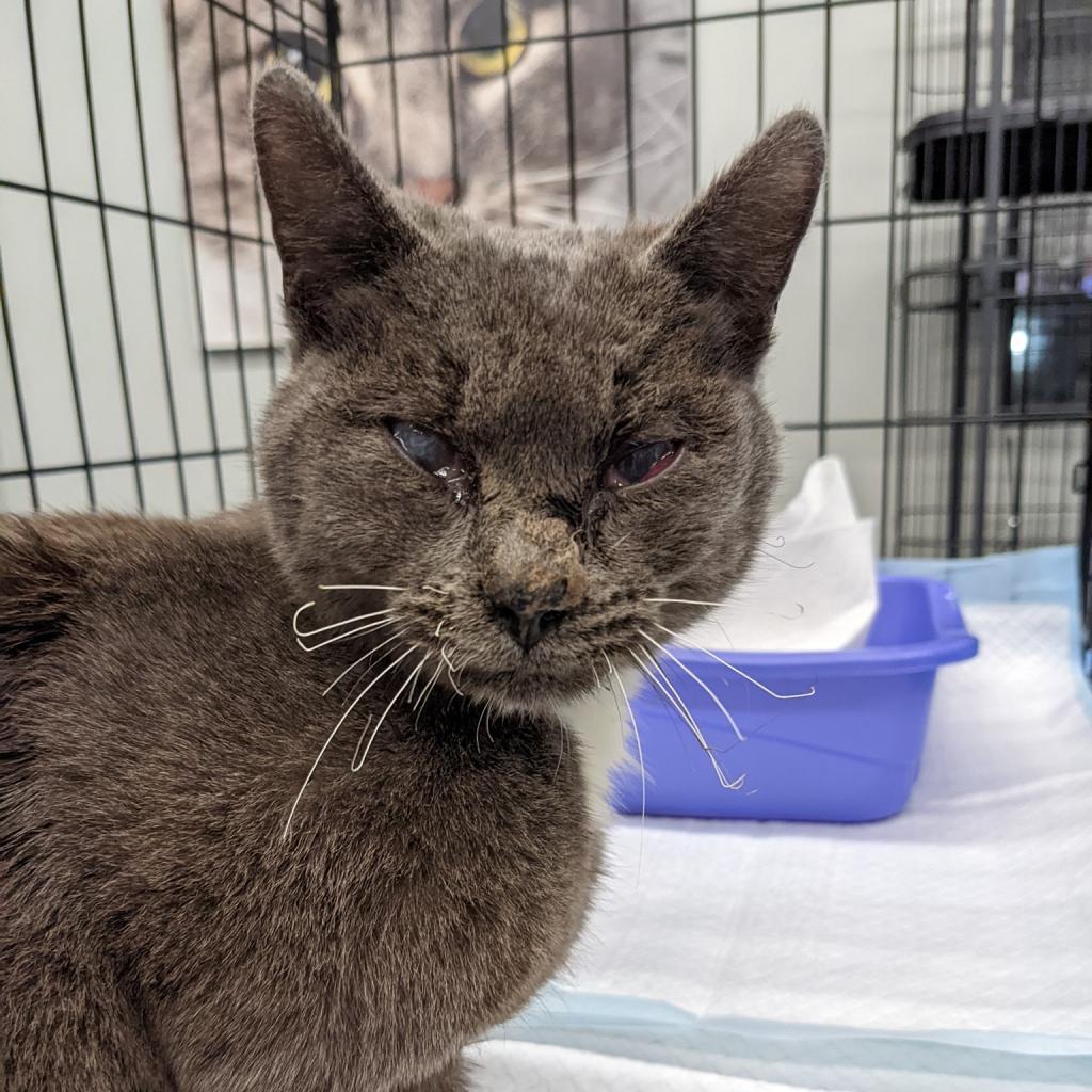 Enlarge Faith, a Adoptable Domestic Short Hair in Springfield, MO image 2/6