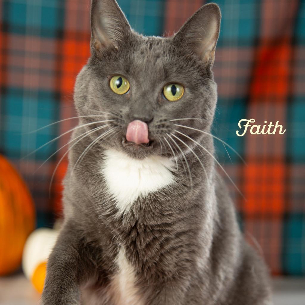 Enlarge Faith, a Adoptable Domestic Short Hair in Springfield, MO image 3/6