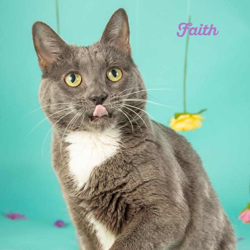 Enlarge Faith, a Adoptable Domestic Short Hair in Springfield, MO image 4/6