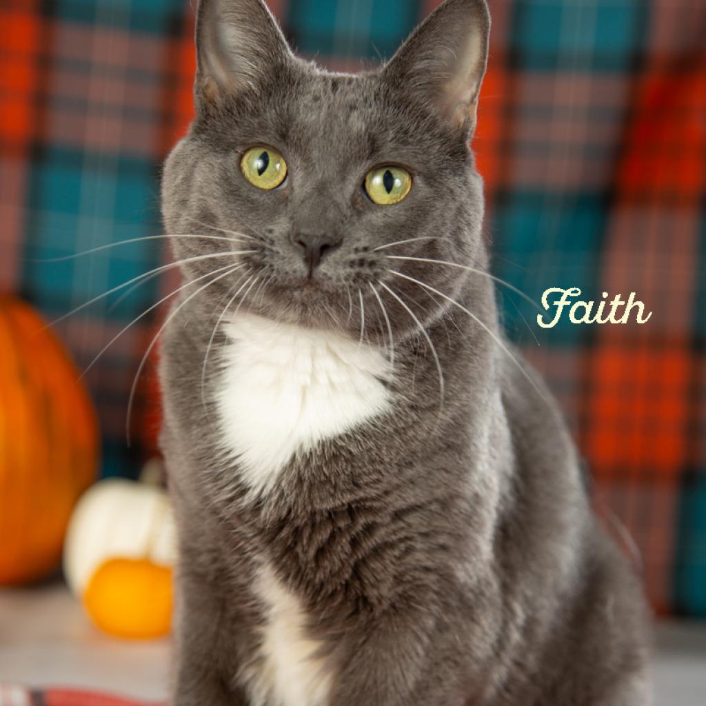 Enlarge Faith, a Adoptable Domestic Short Hair in Springfield, MO image 6/6