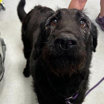 Enlarge Ziggy, a Adoptable mixed breed in Spruce Pine, NC image 1/1