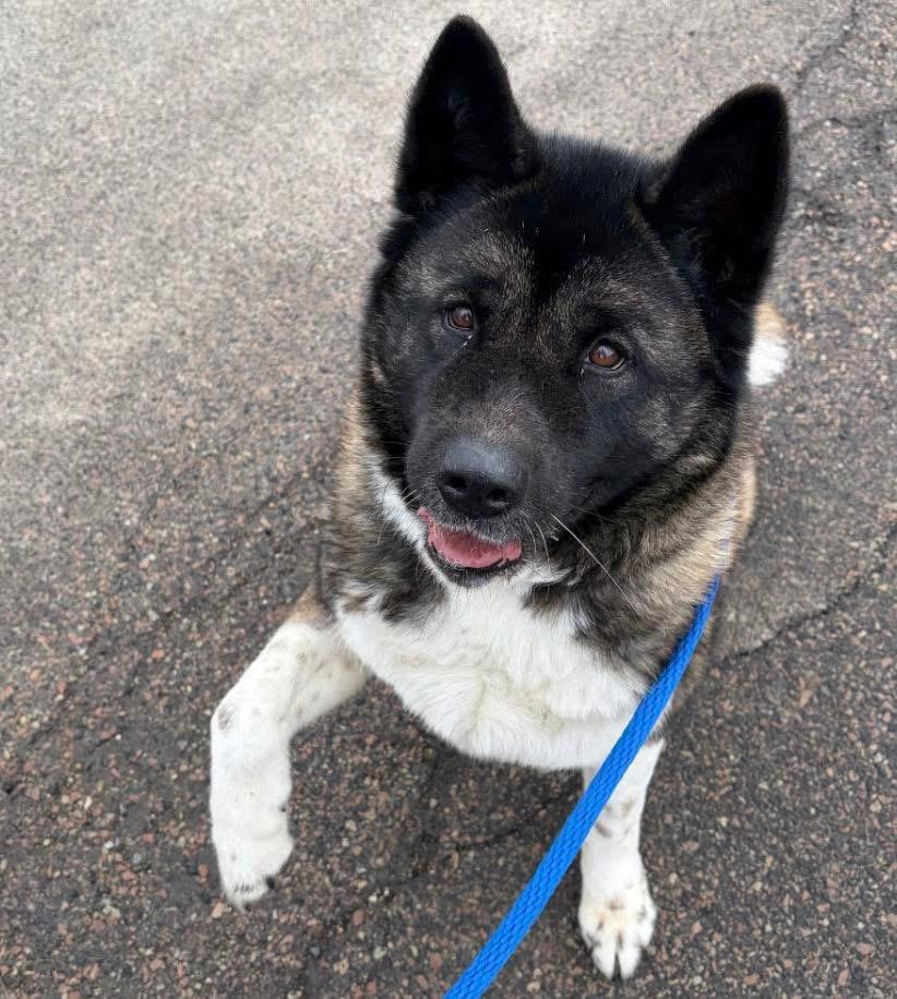 Enlarge Muffin, a ADOPTABLE Akita in Toms River, NJ image 4/4