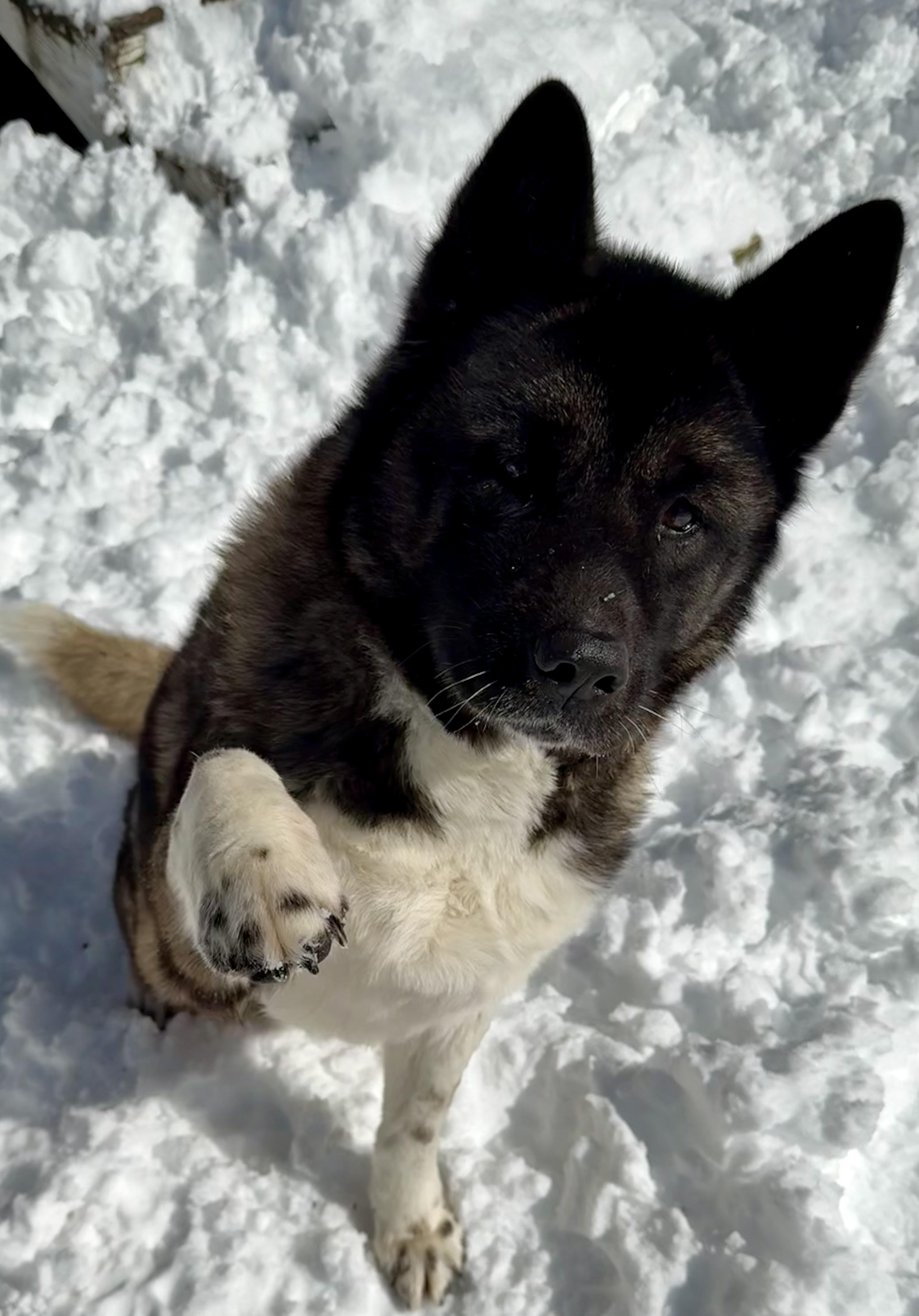 Enlarge Muffin, a ADOPTABLE Akita in Toms River, NJ image 2/4