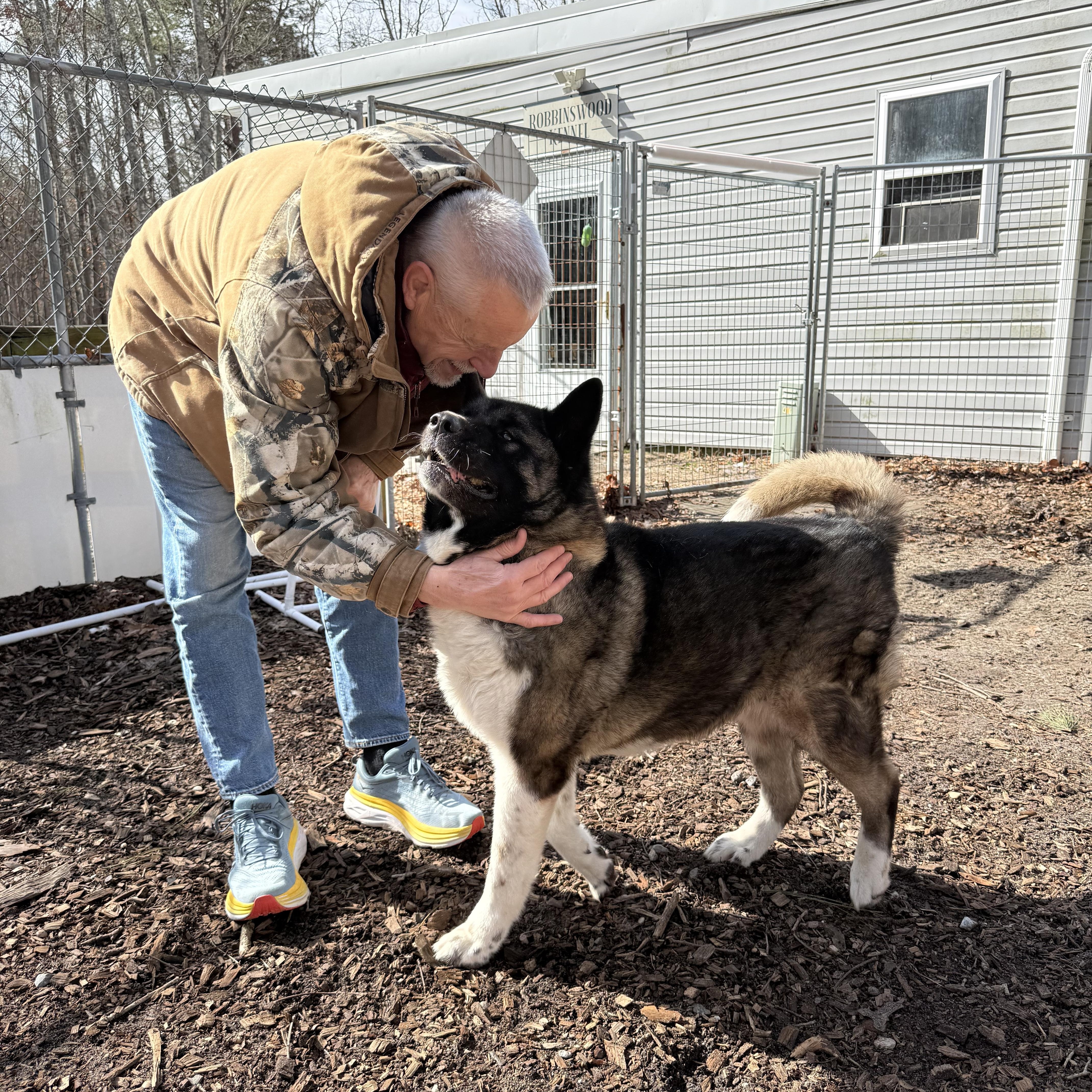 Enlarge Muffin, a ADOPTABLE Akita in Toms River, NJ image 3/4