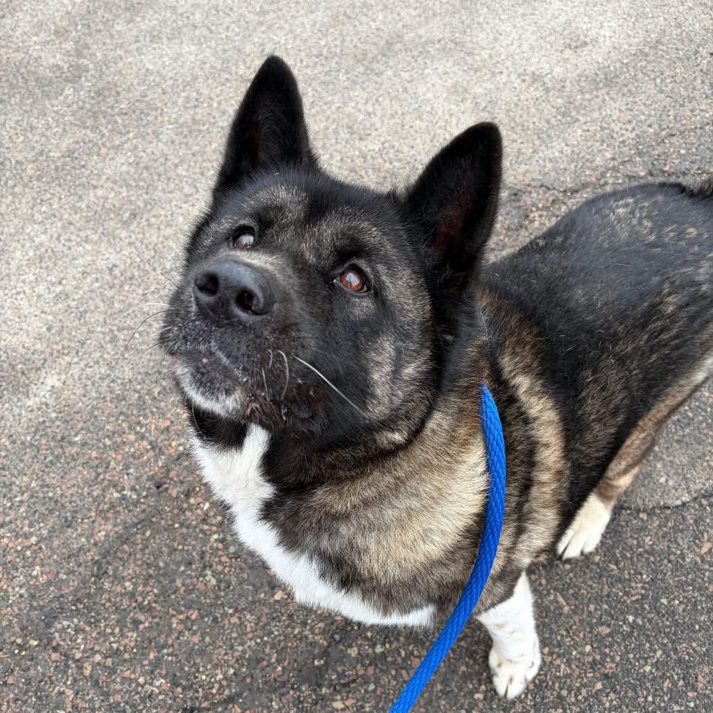 Enlarge Muffin, a ADOPTABLE Akita in Toms River, NJ image 1/4