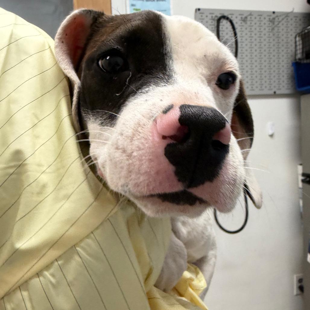 Enlarge Lida Bida Boda Butt, a Adoptable Mixed Breed in Charleston, WV image 1/1