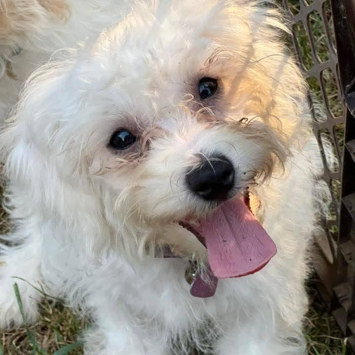 Enlarge Chip, a Adoptable Bichon Frise in Newton, IA image 1/1
