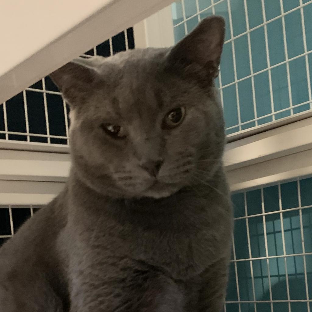 Van Gaugh, Adoptable, Adult Male Domestic Short Hair.