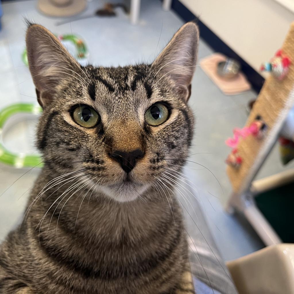 Zeke, Adoptable, Adult Male Domestic Short Hair.