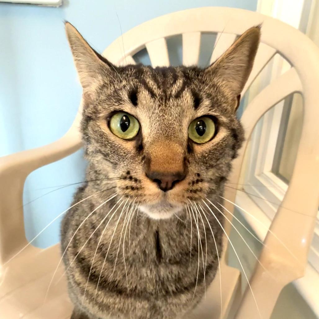 Enlarge Zeke, a Adoptable Domestic Short Hair in Morrisville, VT image 2/4