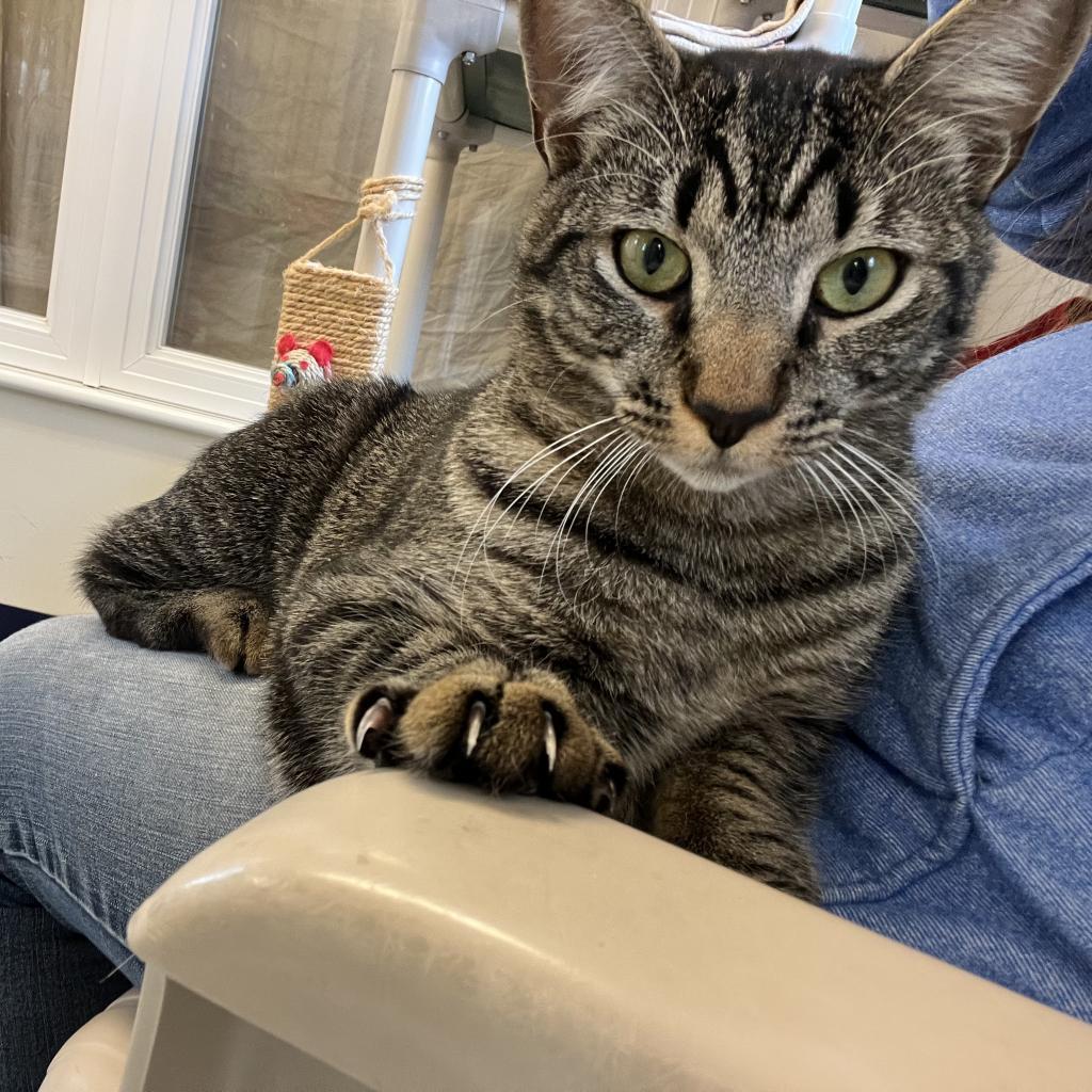 Enlarge Zeke, a Adoptable Domestic Short Hair in Morrisville, VT image 3/4