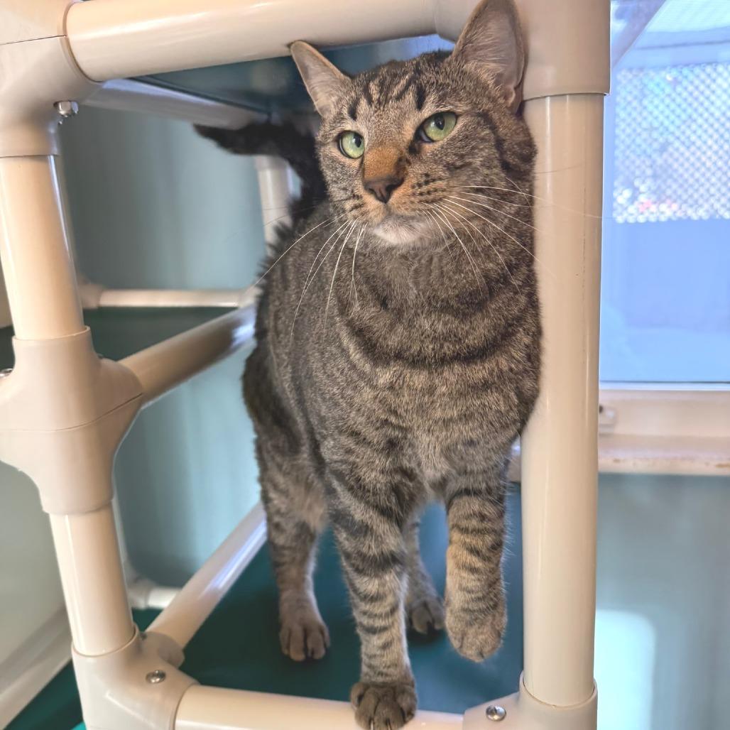 Enlarge Zeke, a Adoptable Domestic Short Hair in Morrisville, VT image 4/4