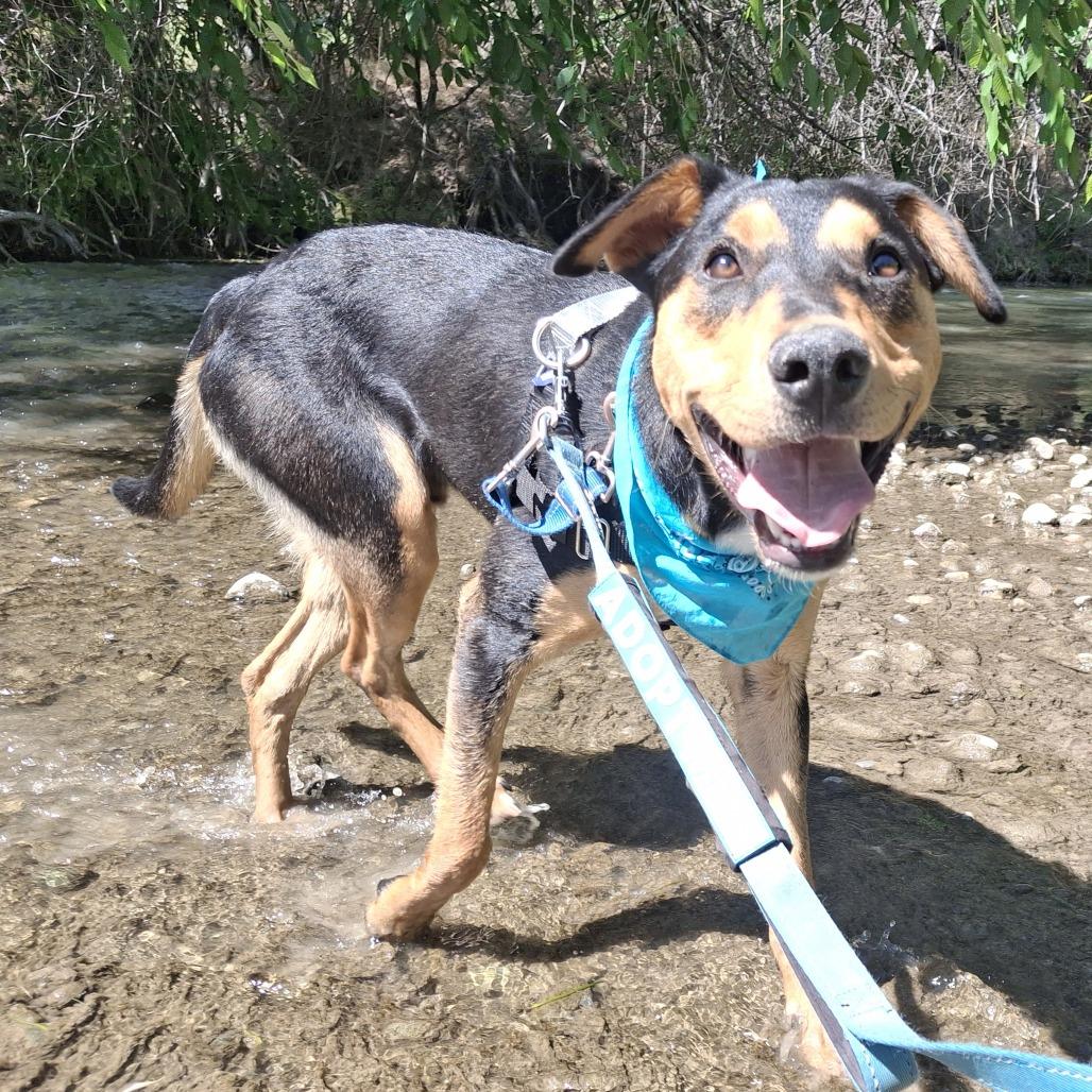 Benji, Adoptable, Young Male Australian Kelpie & Mixed Breed.