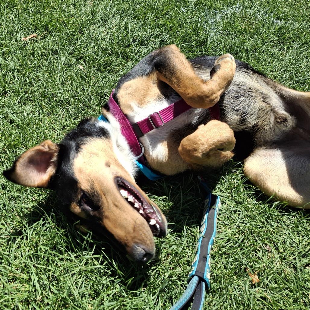 Benji, a Adoptable mixed breed in Murray, UT image 2/5