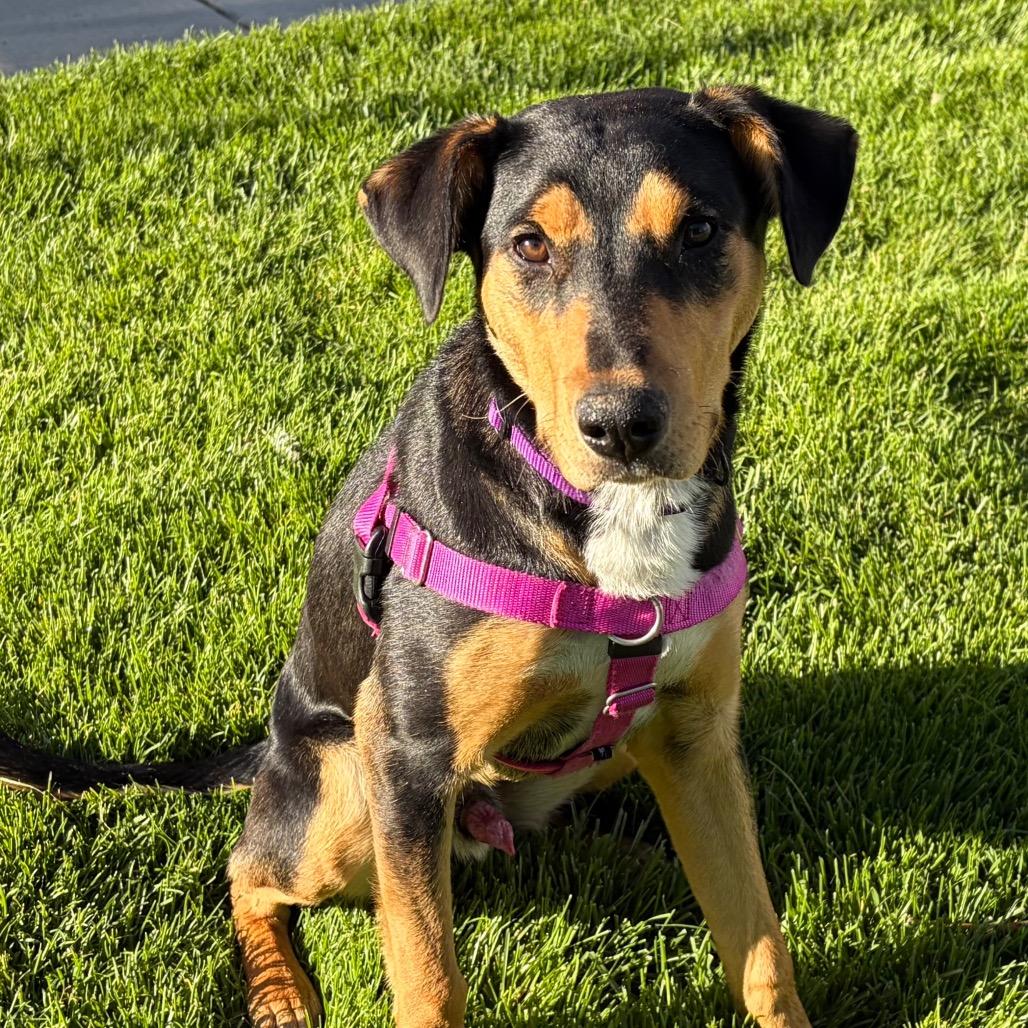 Benji, a Adoptable mixed breed in Murray, UT image 3/5