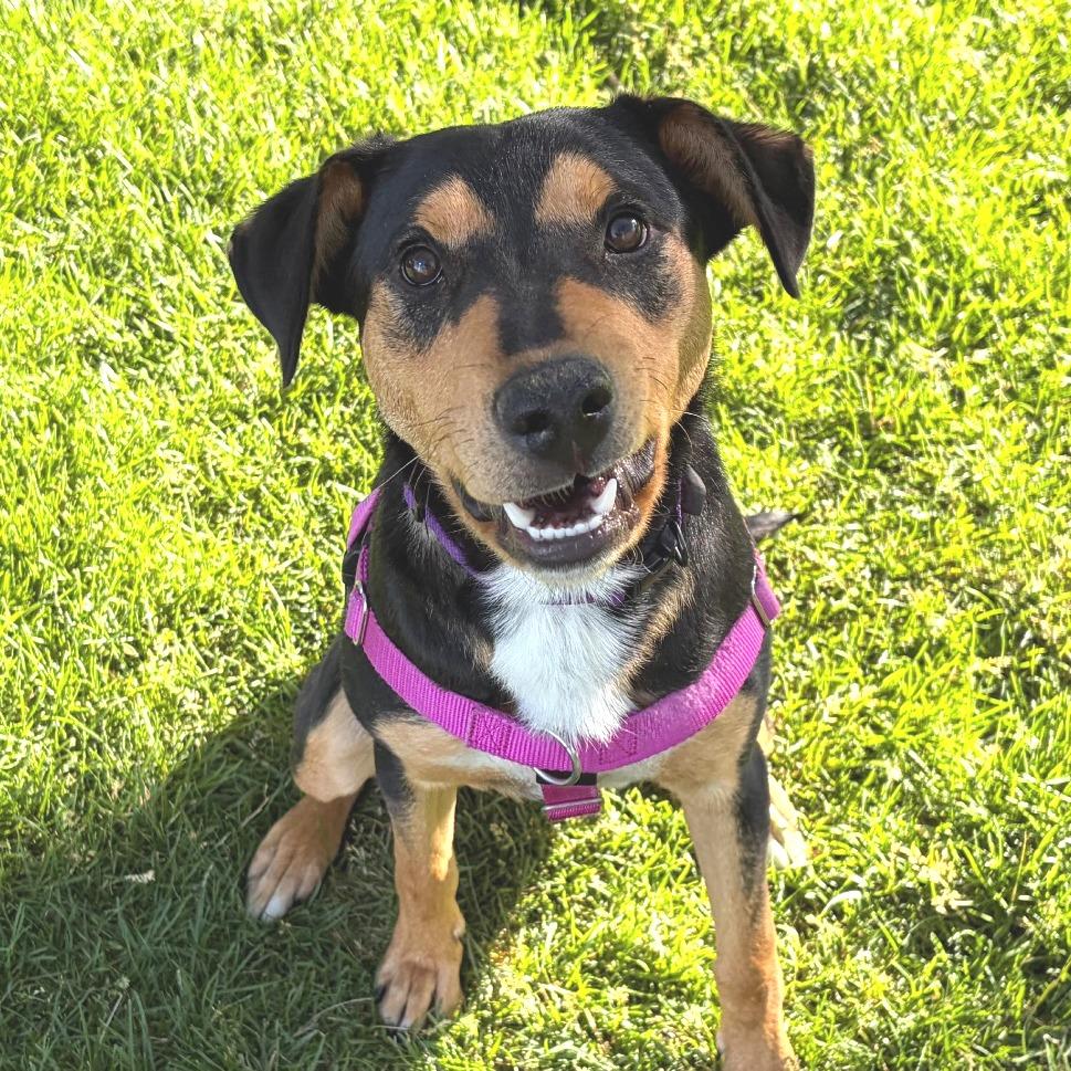 Benji, a Adoptable mixed breed in Murray, UT image 4/5