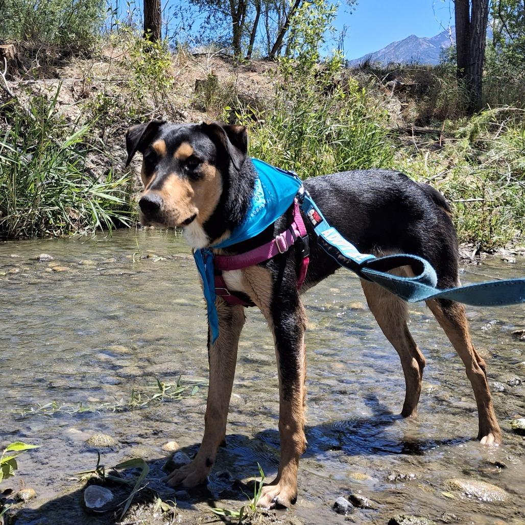 Benji, a Adoptable mixed breed in Murray, UT image 5/5