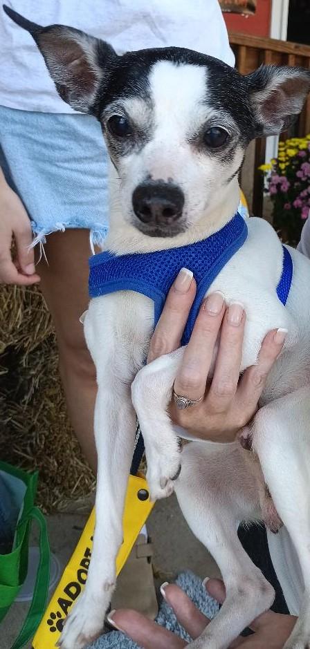 Donte, a Adoptable mixed breed in Bartlett, IL image 4/6