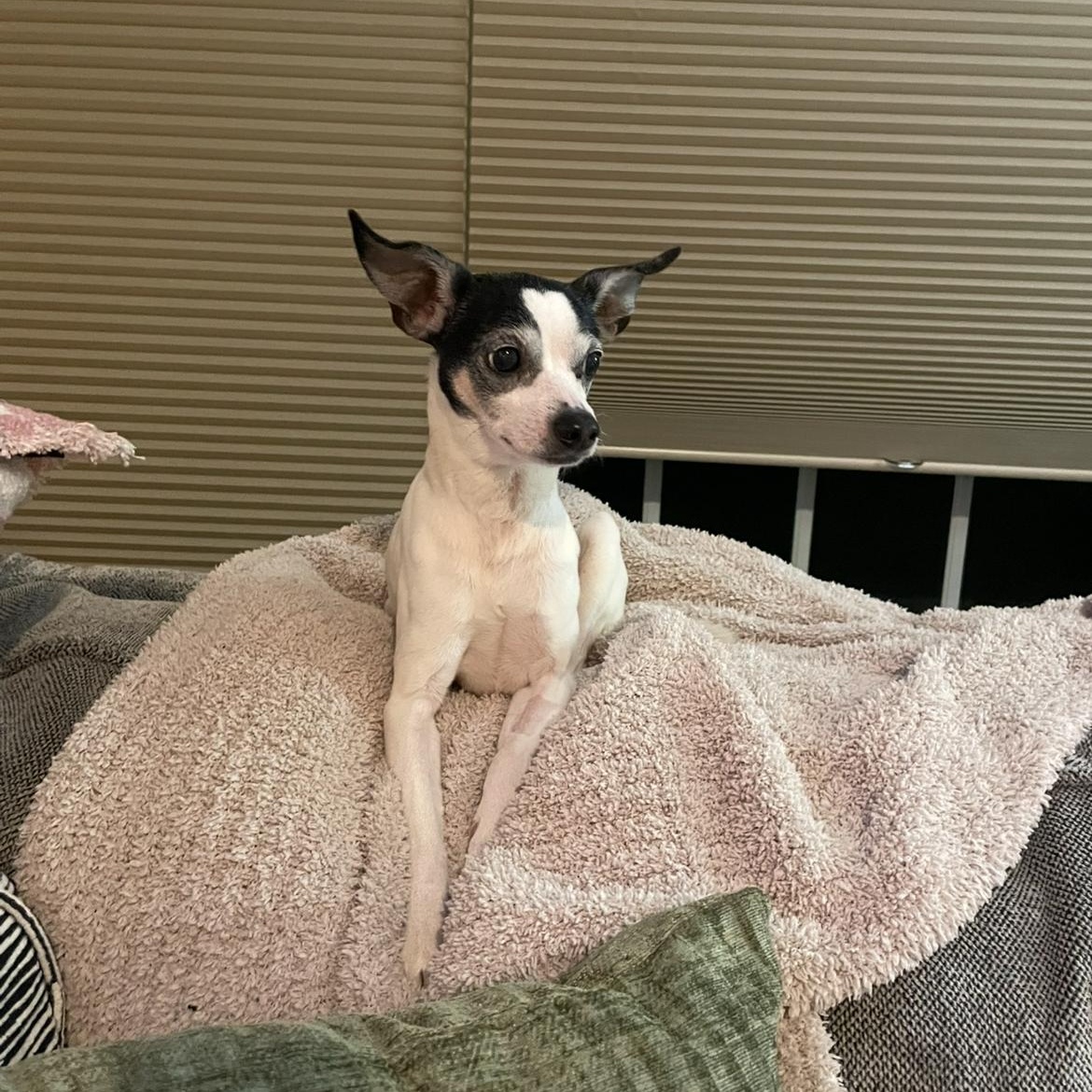 Donte, Adoptable, Senior Male Italian Greyhound.