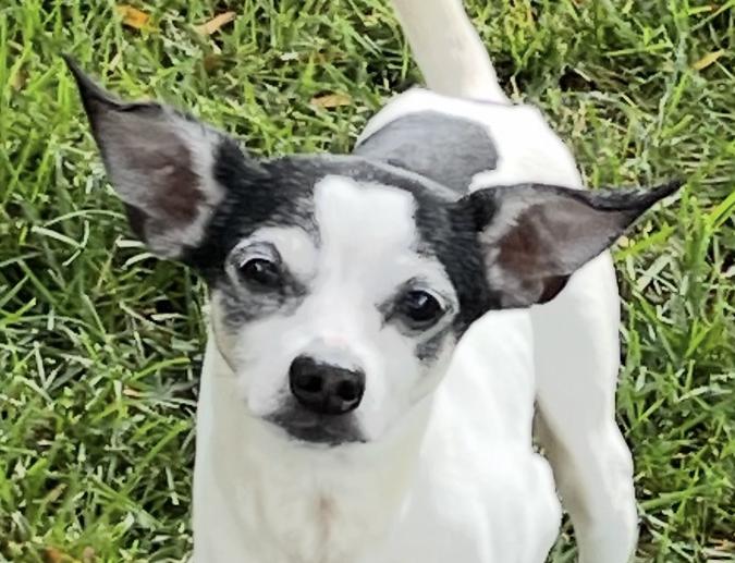 Donte, a Adoptable mixed breed in Bartlett, IL image 1/6