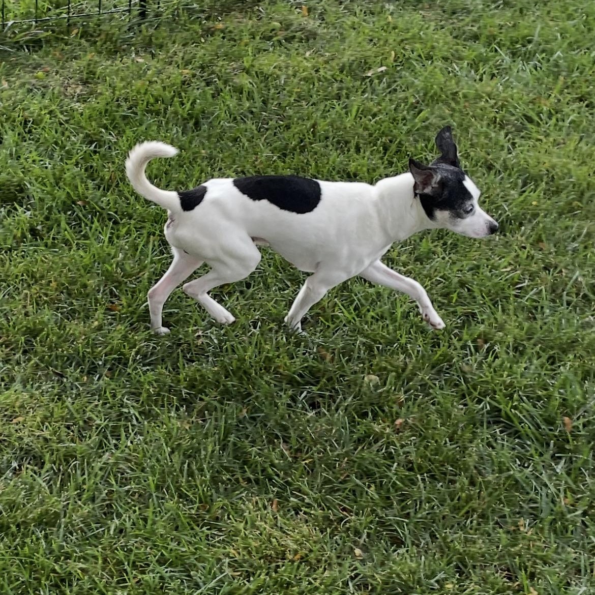 Donte, a Adoptable mixed breed in Bartlett, IL image 6/6