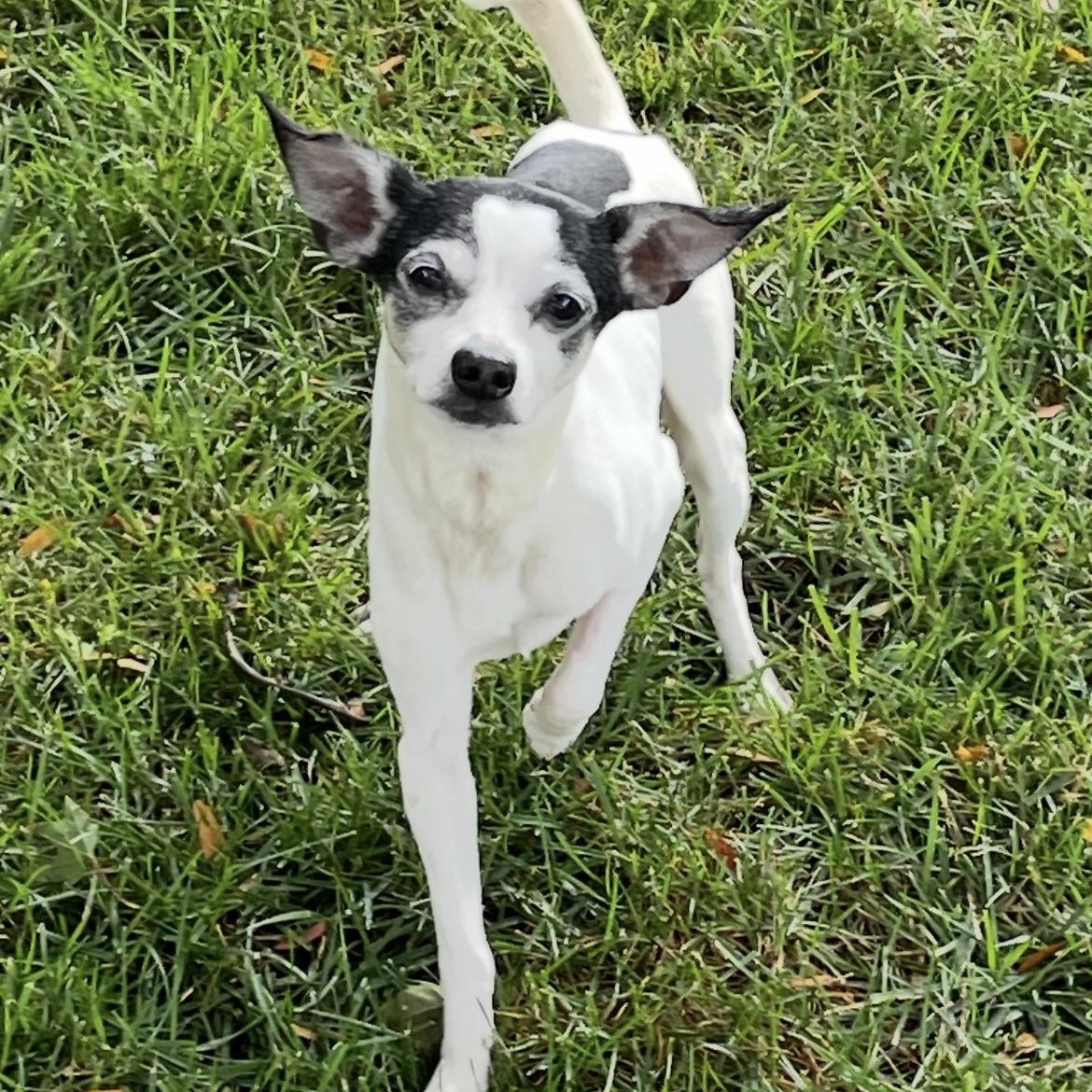 Donte, a Adoptable mixed breed in Bartlett, IL image 5/6