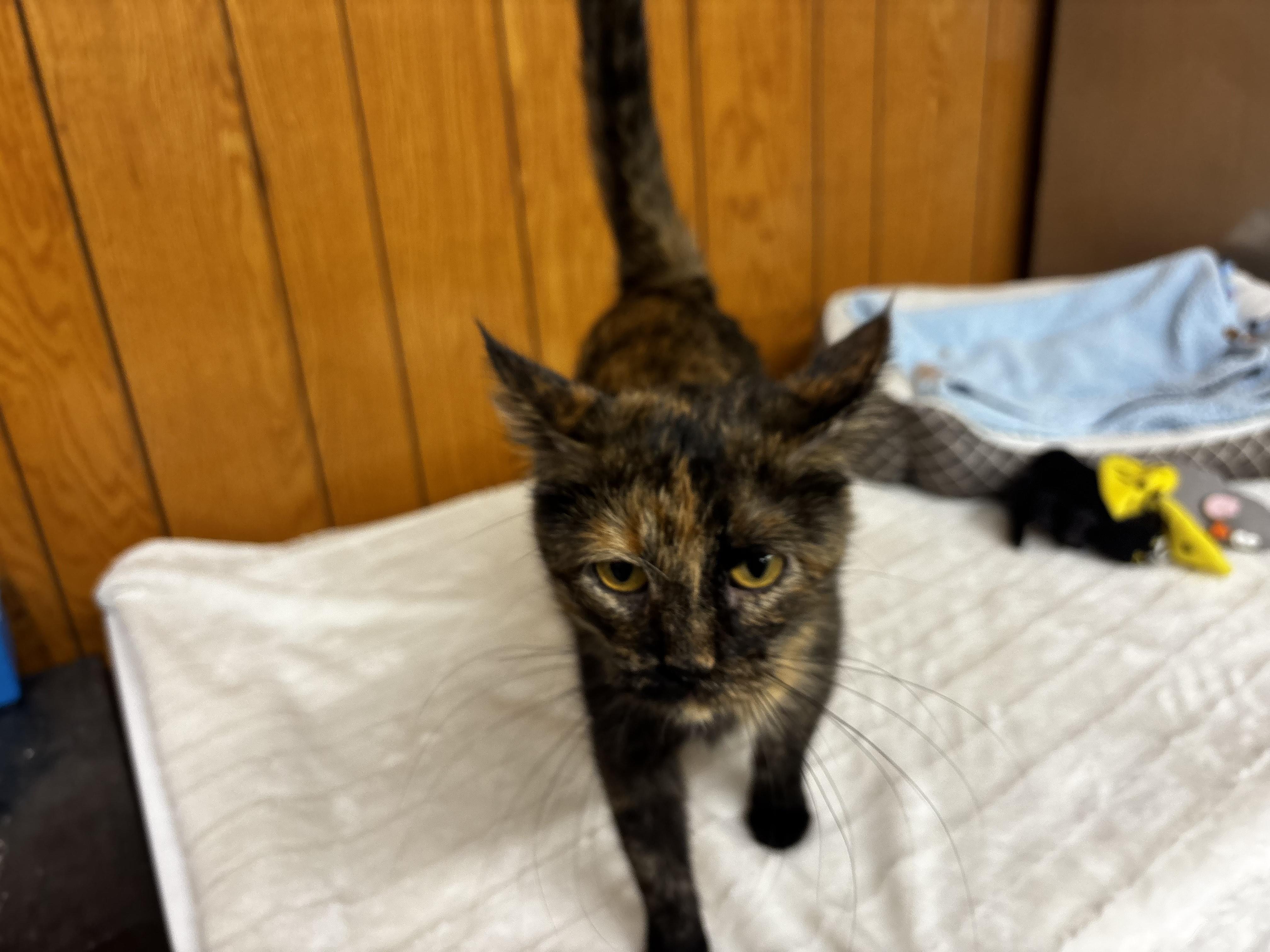 Morticia, Adoptable, Adult Female Domestic Short Hair.