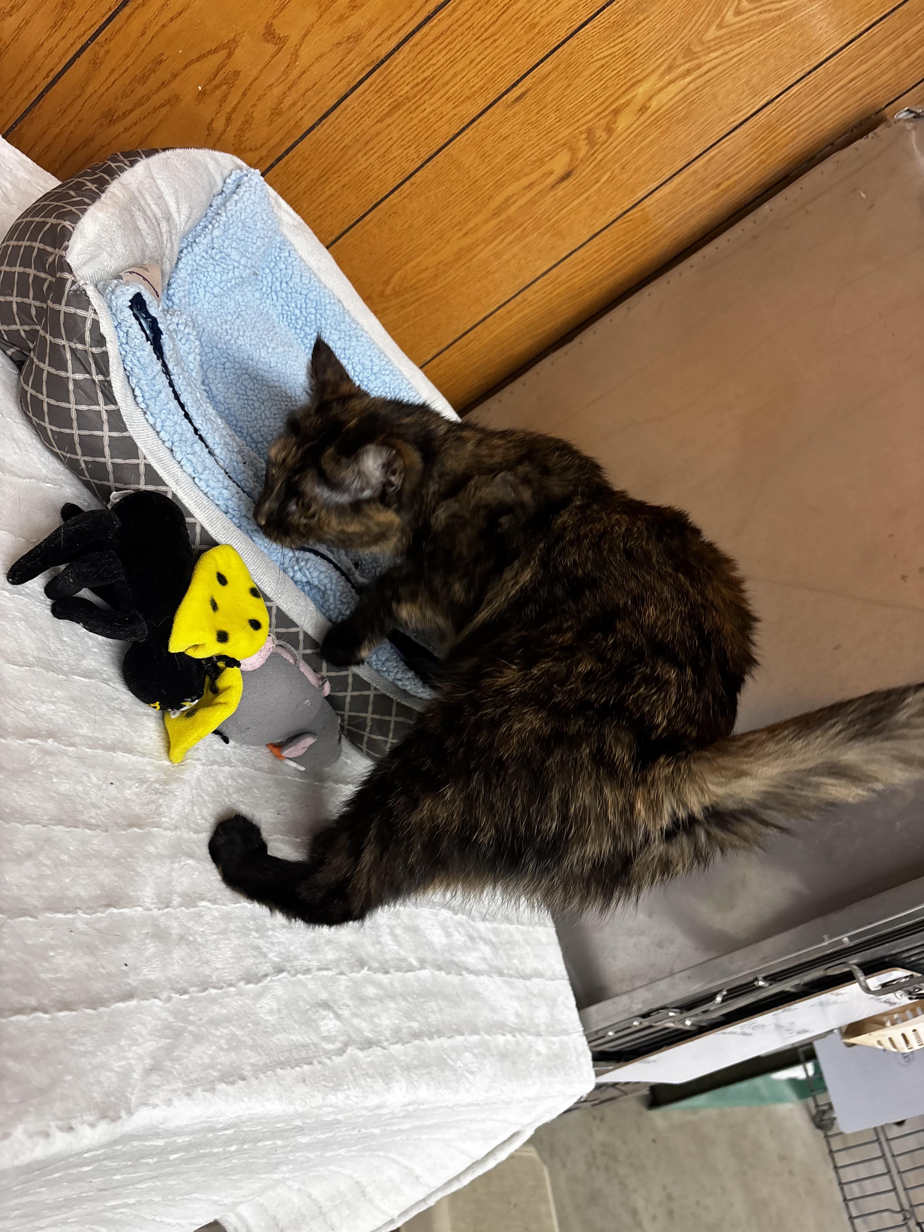 Enlarge Morticia, a Adoptable Domestic Short Hair in Fort Madison, IA image 3/5