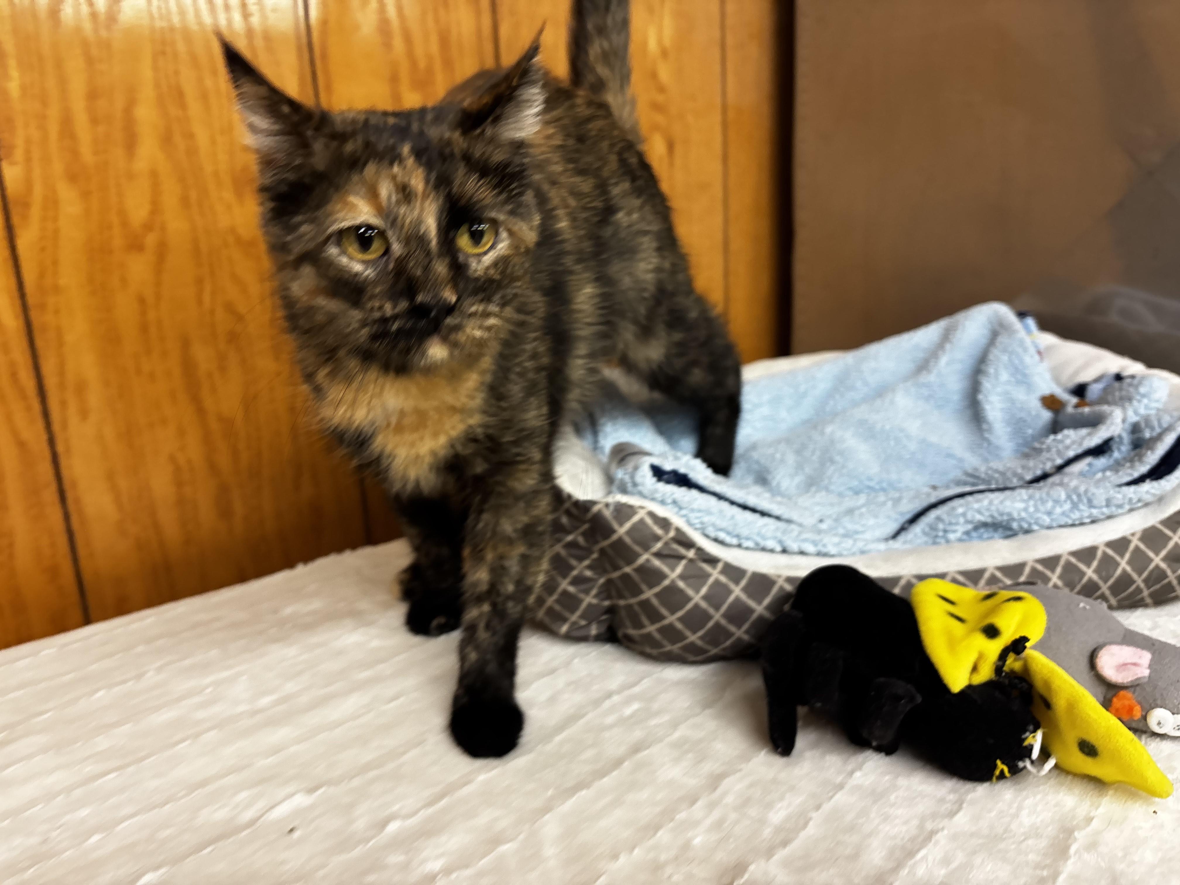 Enlarge Morticia, a Adoptable Domestic Short Hair in Fort Madison, IA image 4/5