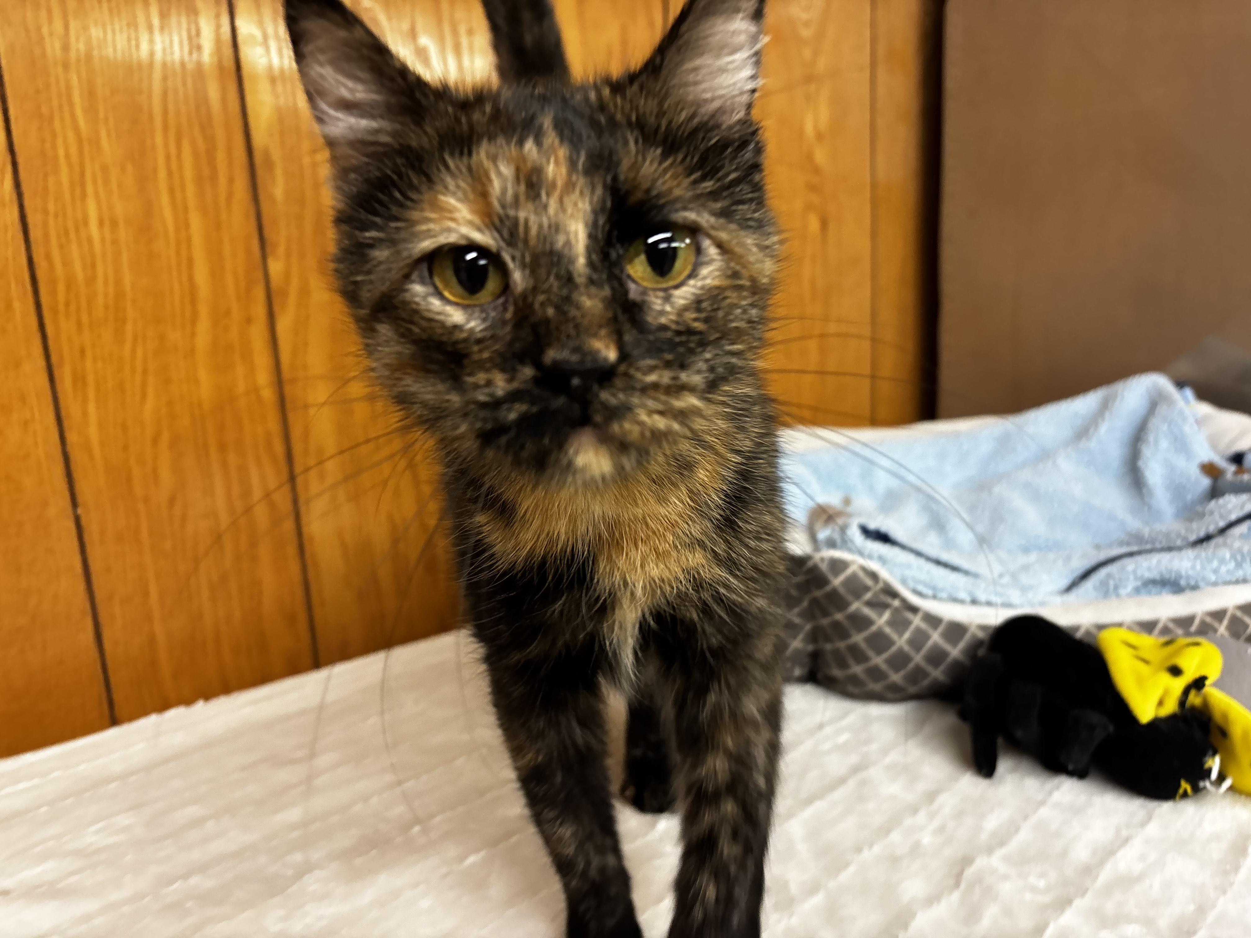 Enlarge Morticia, a Adoptable Domestic Short Hair in Fort Madison, IA image 5/5