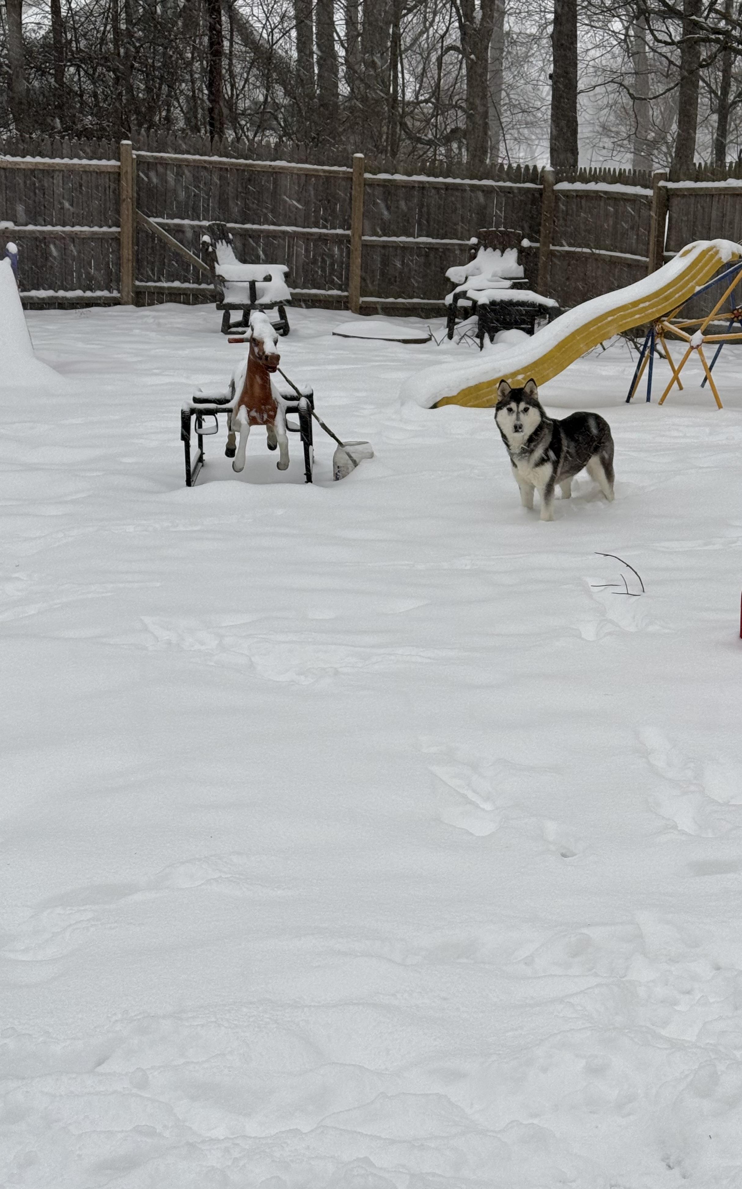 Enlarge Angel, a ADOPTABLE Husky in Middlefield , OH image 4/5