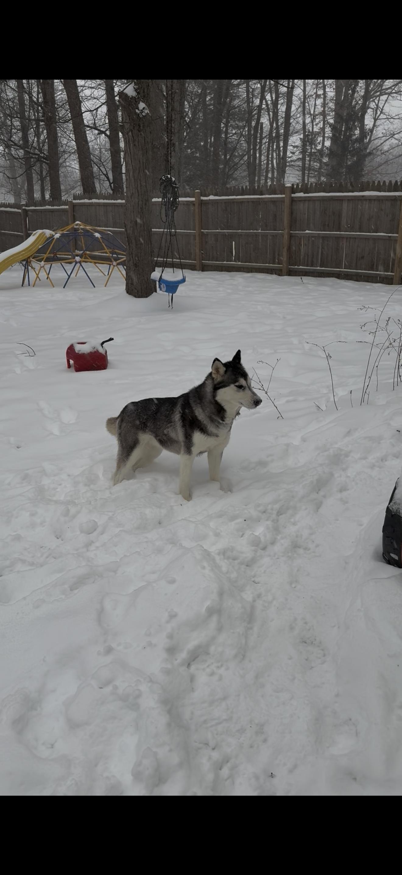 Enlarge Angel, a ADOPTABLE Husky in Middlefield , OH image 3/5
